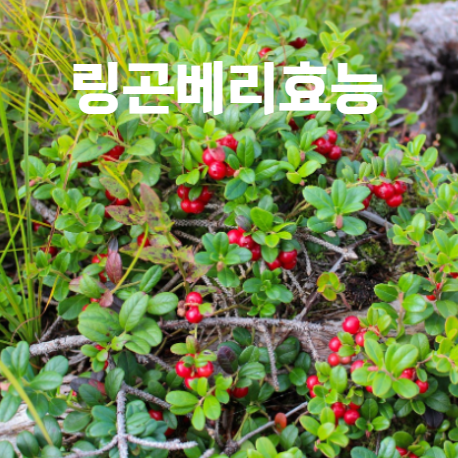 링곤베리 효능