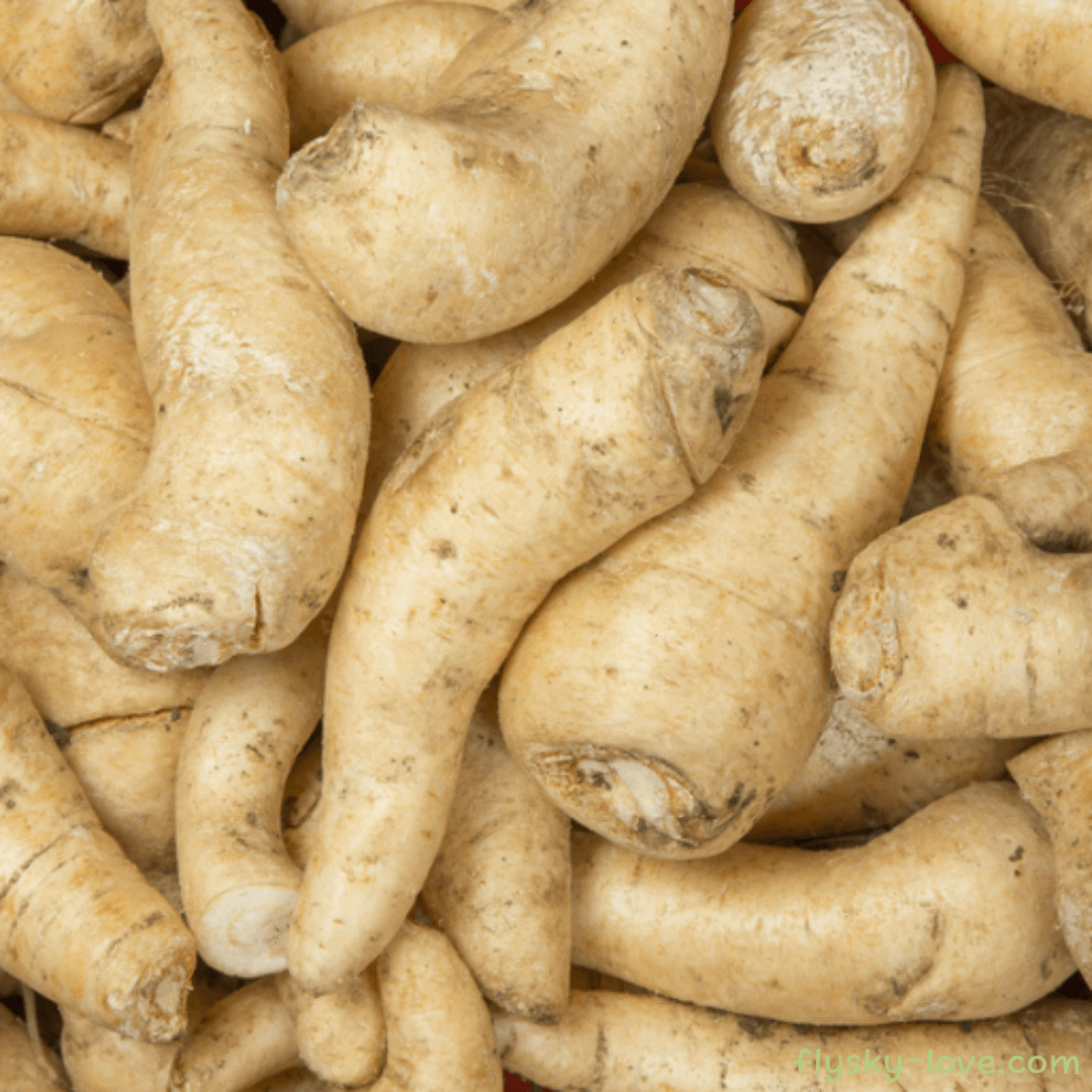 아라카차(arracacha)