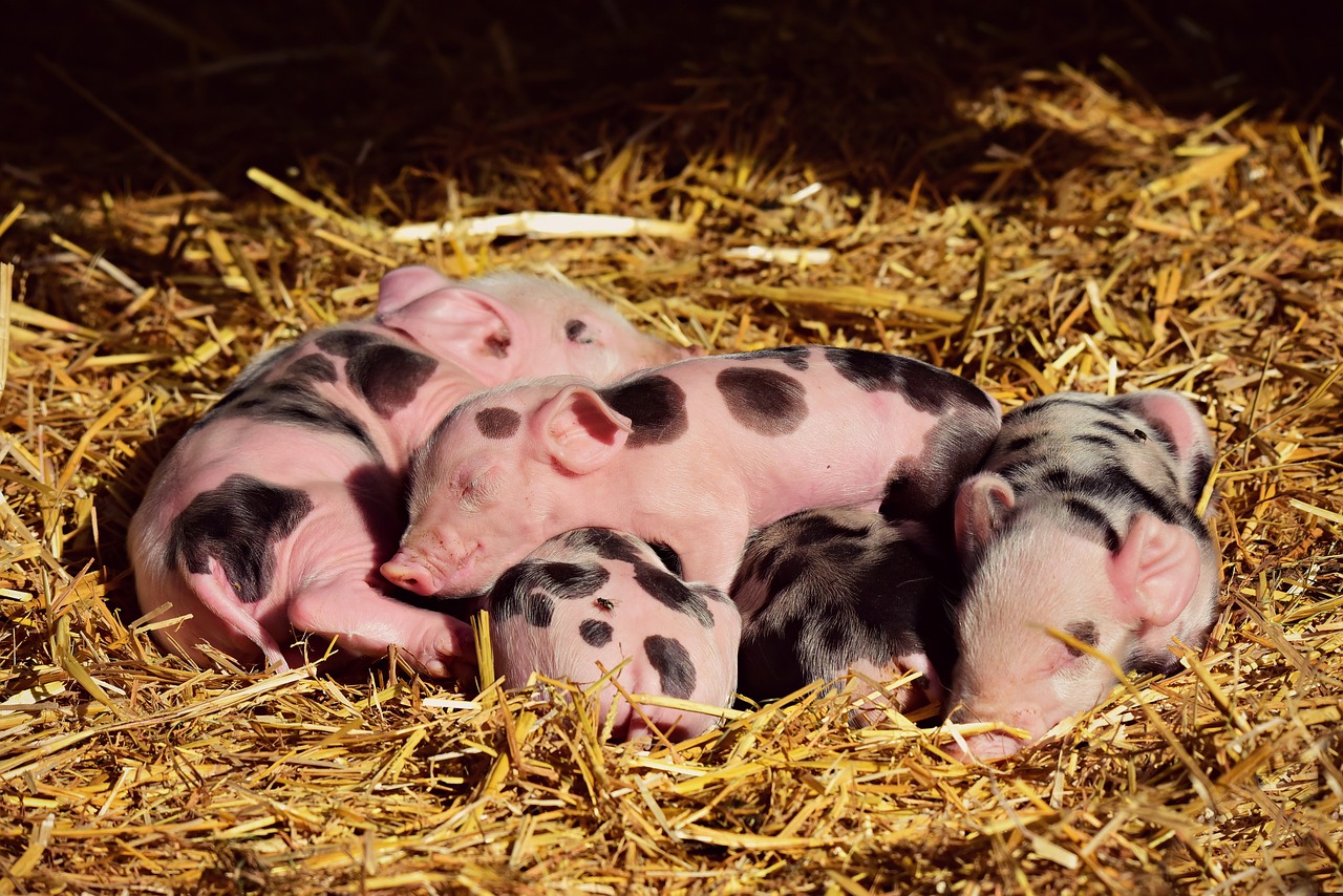 귀여운 돼지 모습 이미지