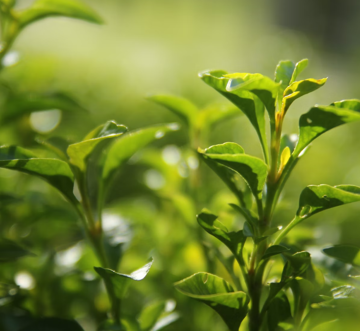 췌장에 좋은 음식 10