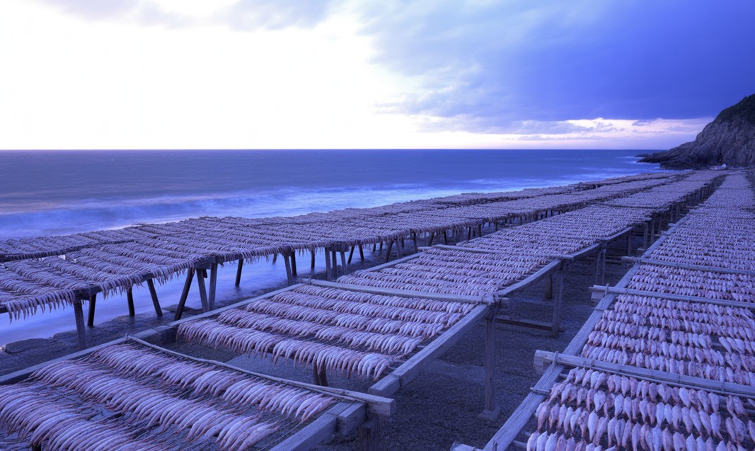 신선한 청어나 꽁치를 -10°C로 얼렸다가 12월부터 실외에 내걸어 얼리고 녹이는 과정을 반복