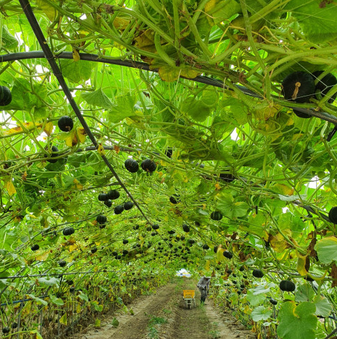 강원도 양구 미니 단호박