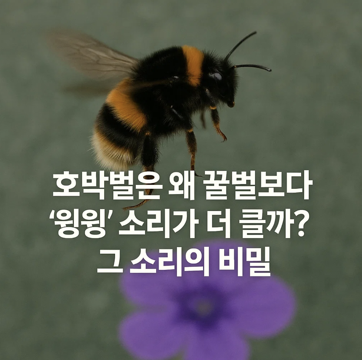 호박벌은 왜 꿀벌보다 '윙윙' 소리가 더 클까? 그 소리의 비밀
