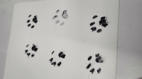 로우랑레이발자국