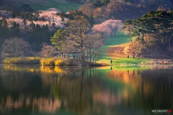 봄꽃 여행 성지 충남 서산 명소 BEST5_10