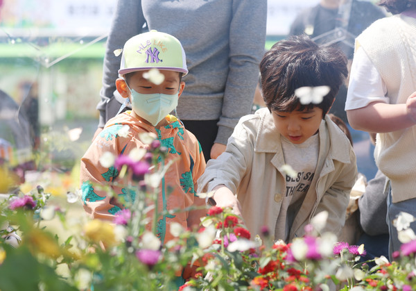 함평나비축제