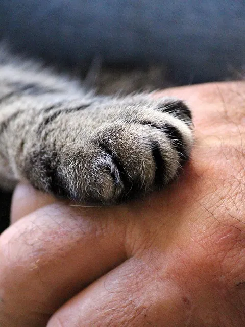 고양이 발톱 빠짐 피 염증_8