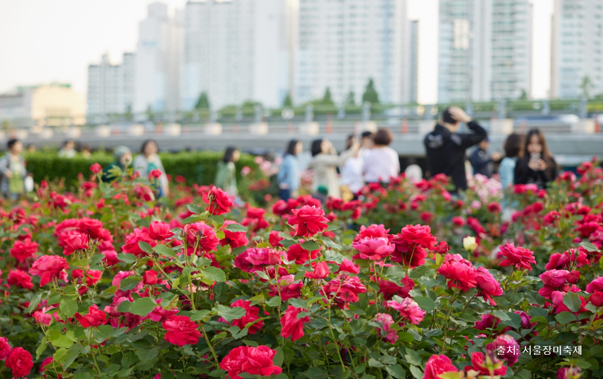 중랑 장미축제 안내