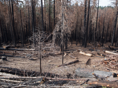 2025 산불 피해 보상 신청 방법