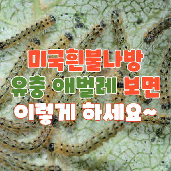 미국흰불나방