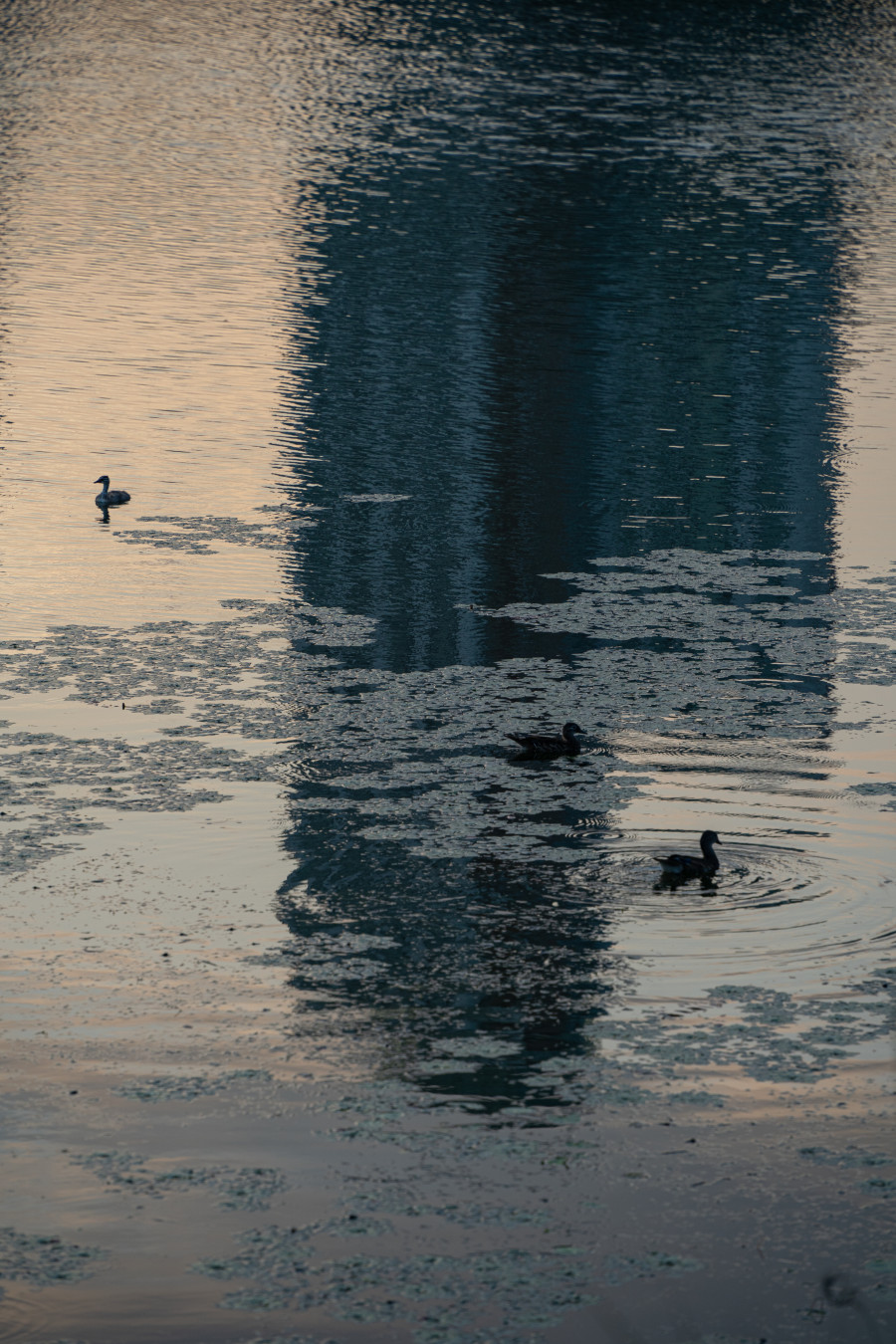 신대호수 호수 오리