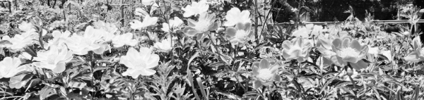 생육 초기 방제 중요