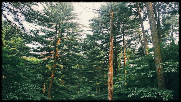 잣향기 푸른 숲