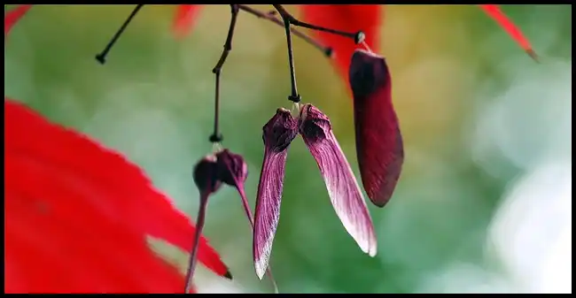 내장산 케이블카 예약방법, 요금, 주차장 정보 (+ 산행코스 )