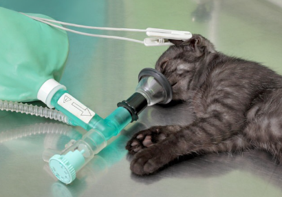 치료 중인 고양이.