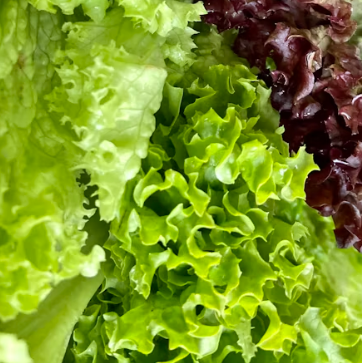 양상추 효능 부작용 고르는법 칼로리