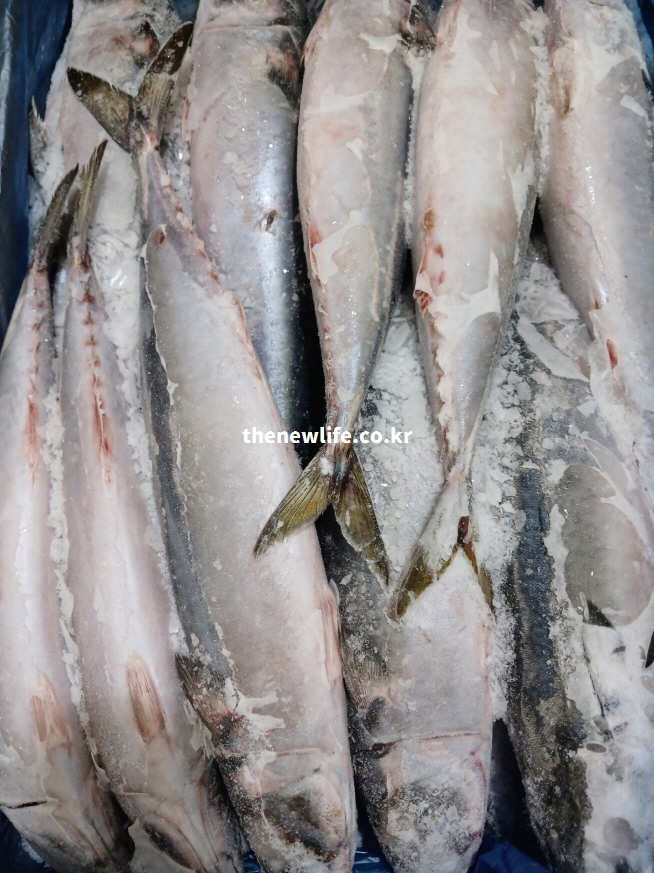 냉동 상태의 고등어가 겹쳐 놓여 있는 실물 사진으로, 고등어의 셀레늄·아연이 면역력 향상에 기여하는 효능을 강조하는 이미지