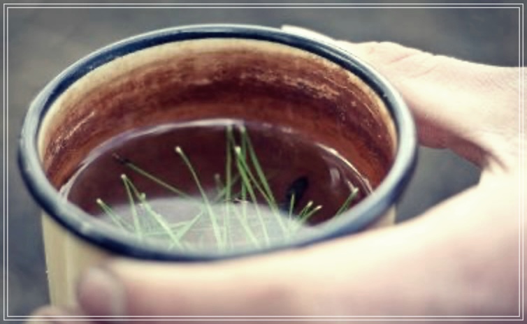 솔잎차 효능 5가지