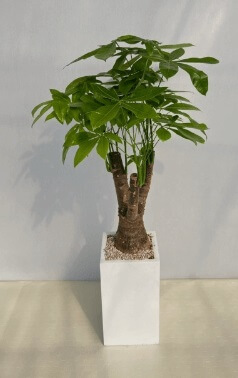 돈이 들어오는 식물