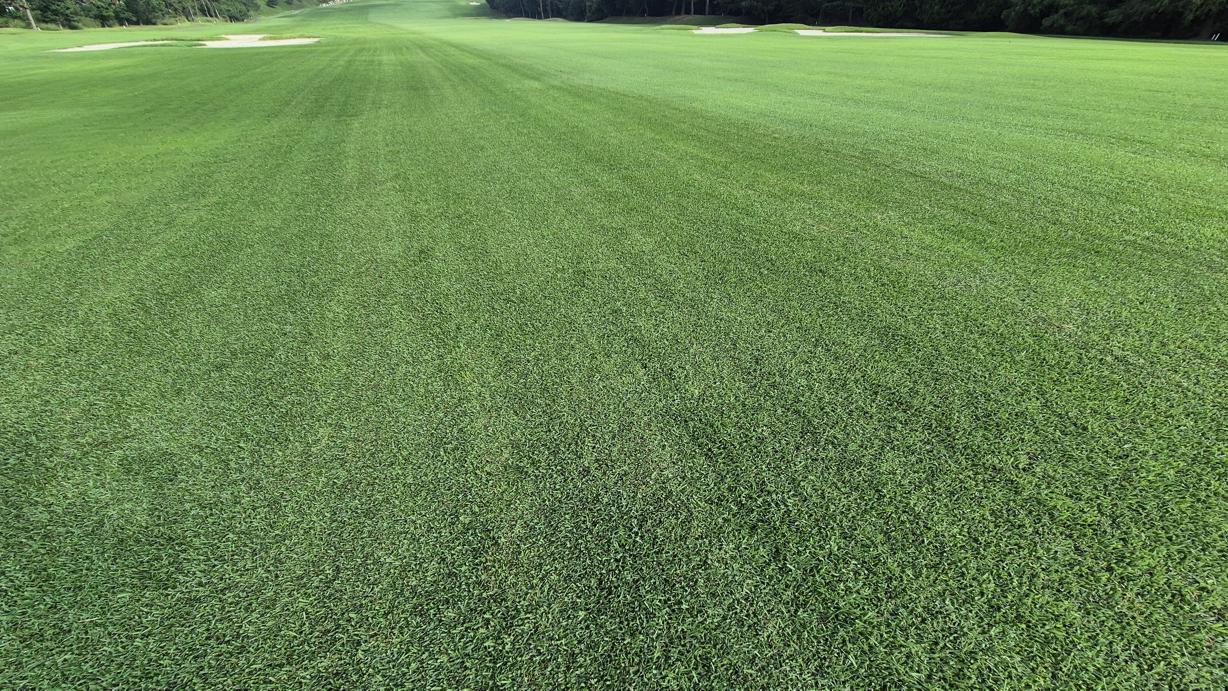 도고cc 코스 관리상태