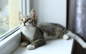 창가에서 쉬는 고양이