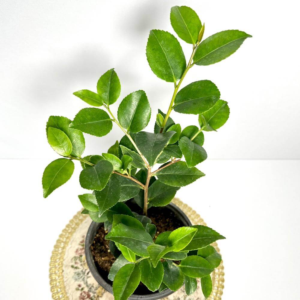 동백나무 키우는방법