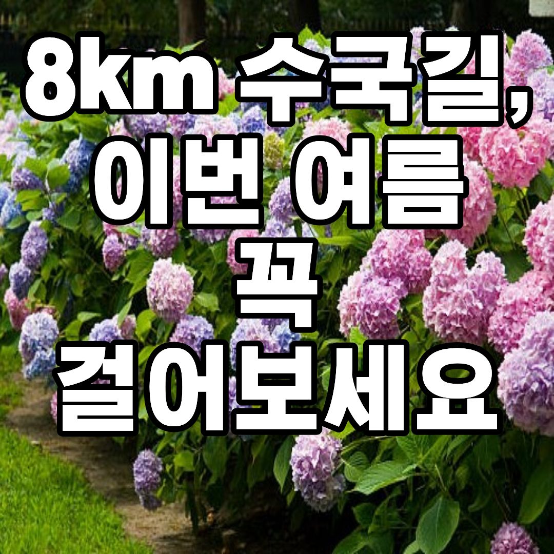 2026 강진 수국축제 보은산 수국길 일정과 셔틀버스 정보