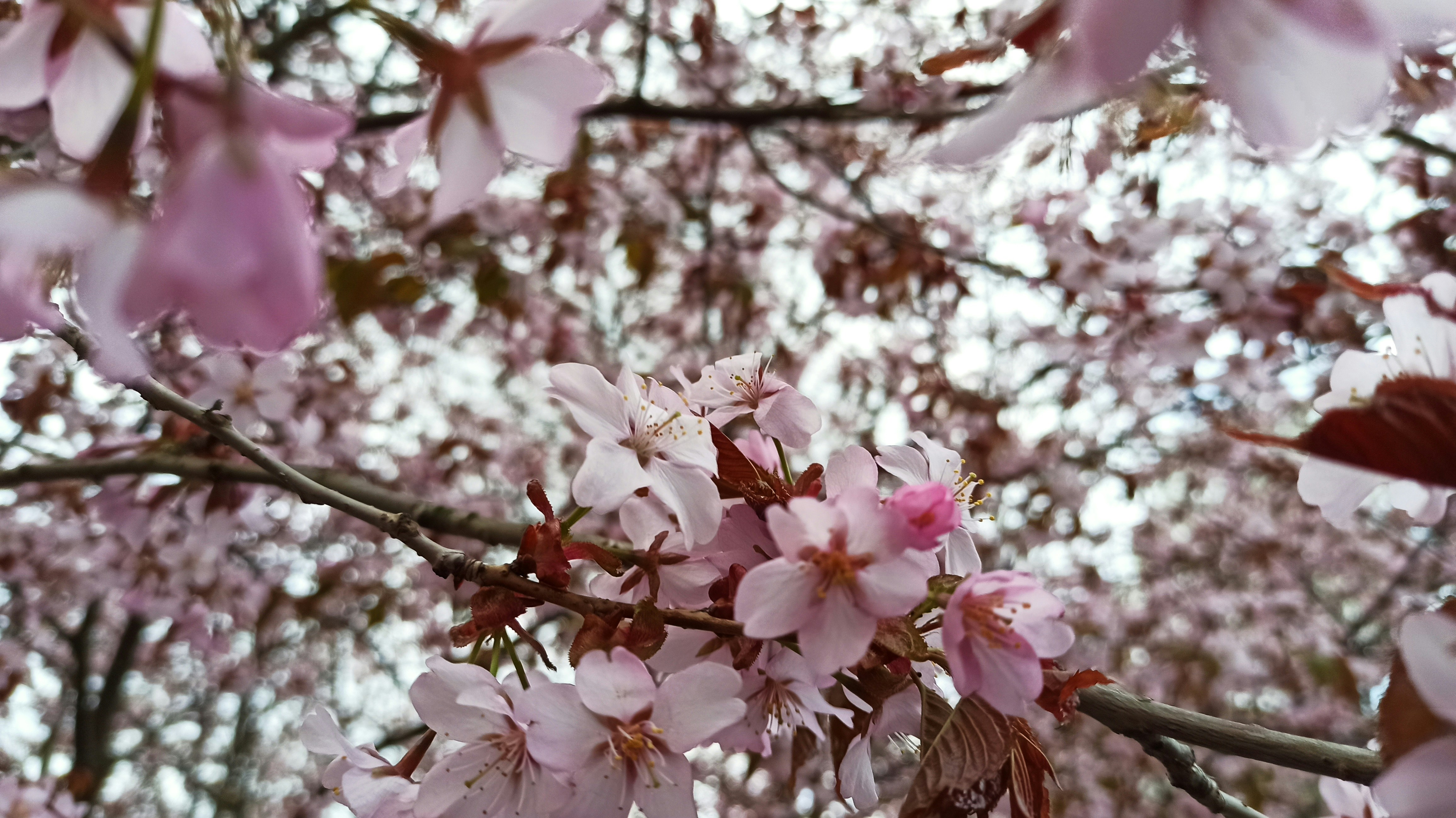 사계절 내내 꽃길 걷는 여행지 추천 관련 사진