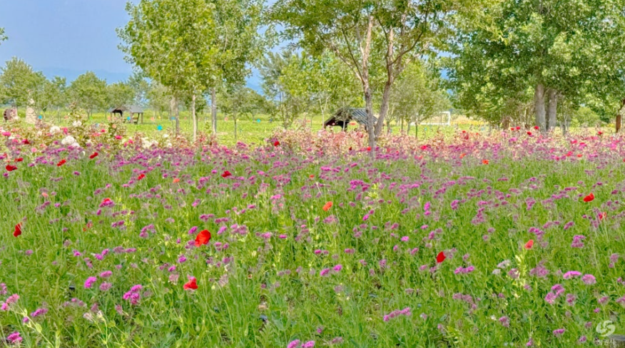 창원 대산플라워랜드 꽃구경 명소, 개화시기부터 주차팁까지 정리!