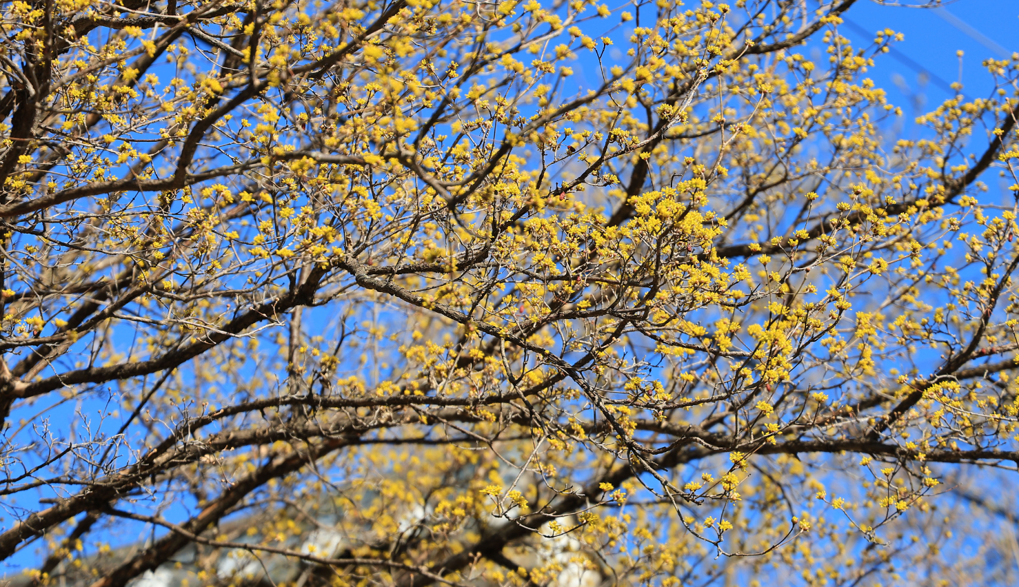 구례 산수유축제