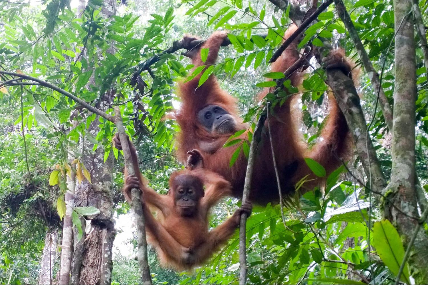 유네스코 세계유산 수마트라 열대우림 지역