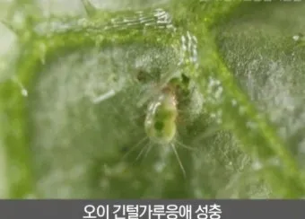 화분 응애 방제 초기발견 잎뒷면확인 샤워식세척 비누물활용 팁_3