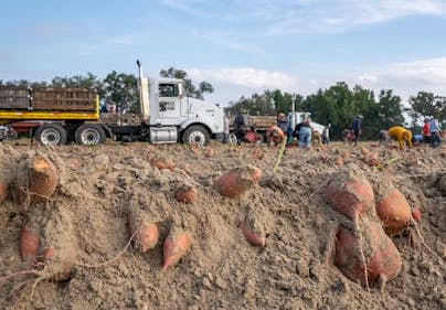 고구마 수확시기 및 고구마 효능