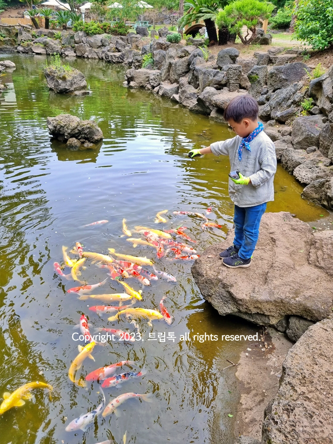 아이가 연못에 먹이를 뿌리자 노랗고 빨간 잉어가 몰려든다