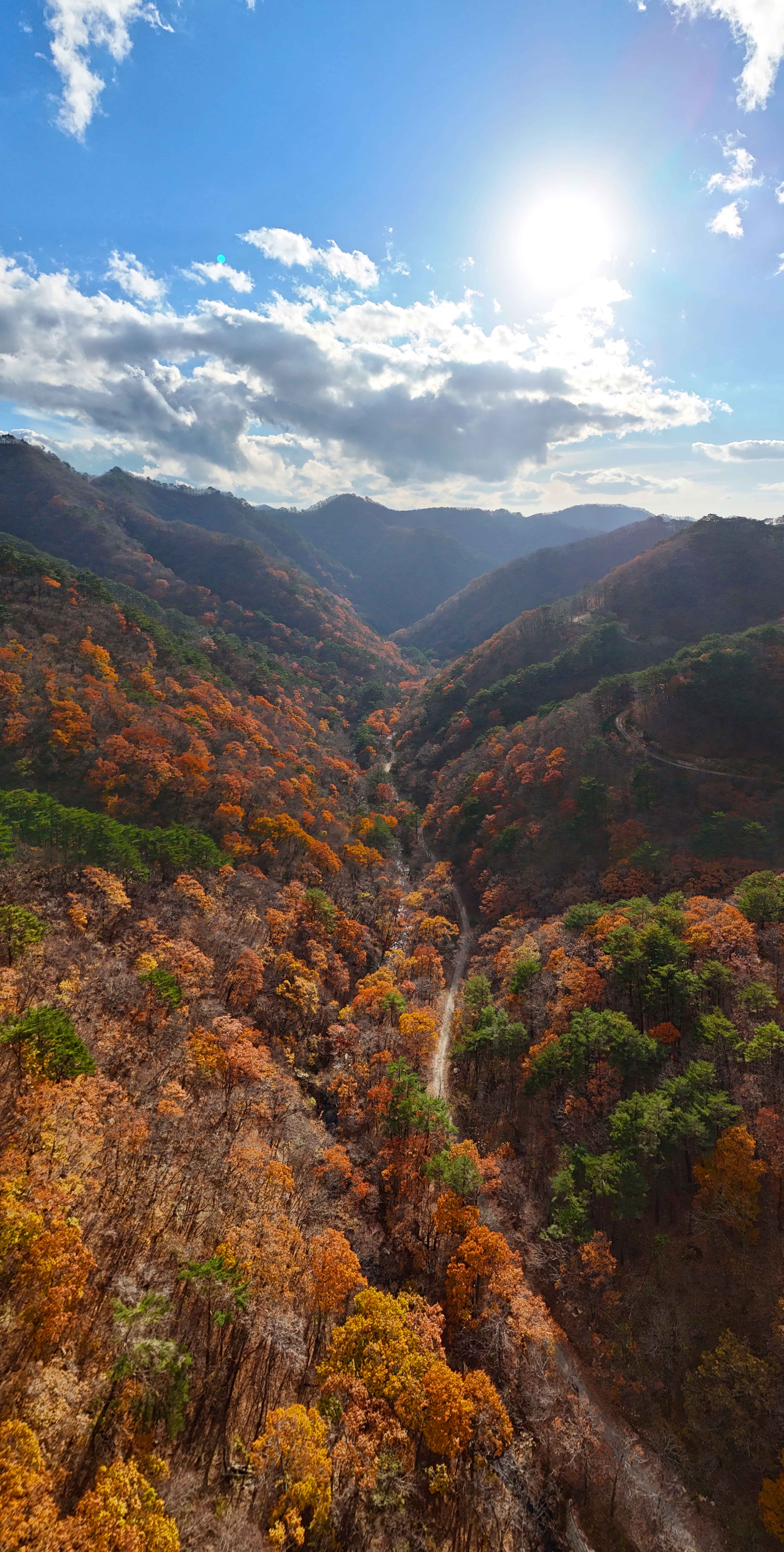 영양 자작나무숲