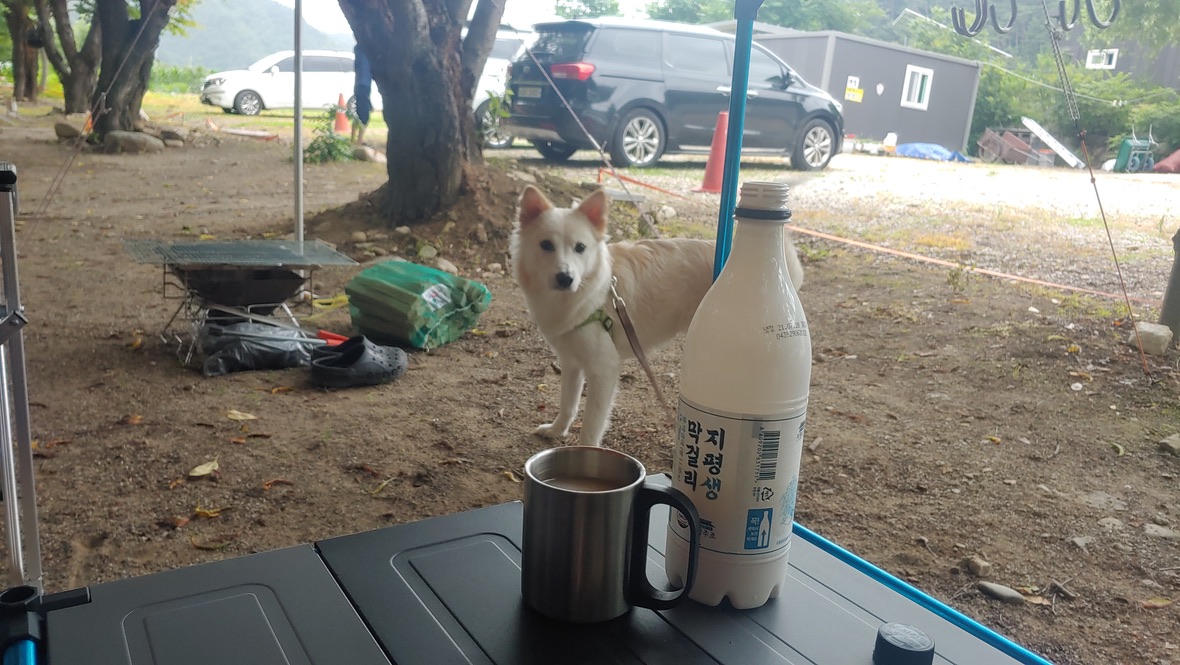 지평막걸리와 술이 따라진 잔이 캠핑테이블에 올려져 있고 강아지가 쳐다보는 모습