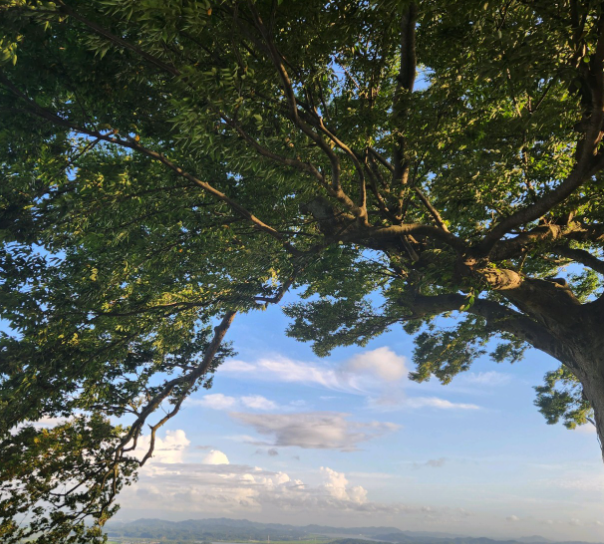 부여 성흥산성 느티나무