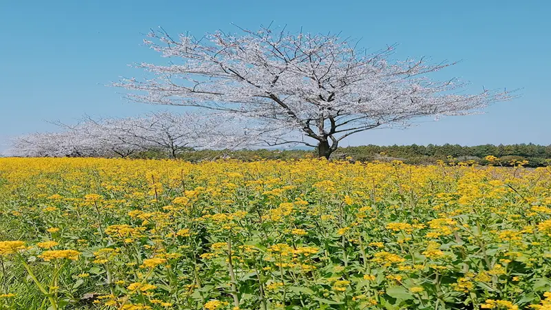 맹방-벚꽃길-사진