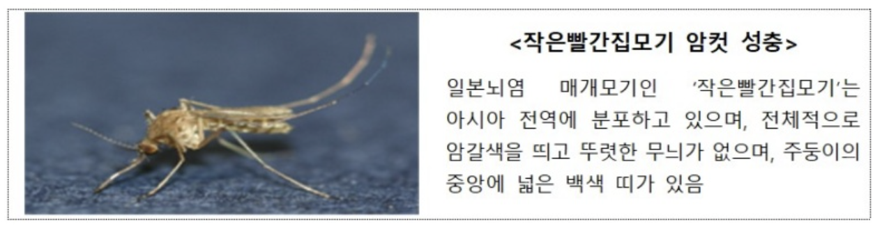 일본뇌염 매개체인 작은빨간집모기