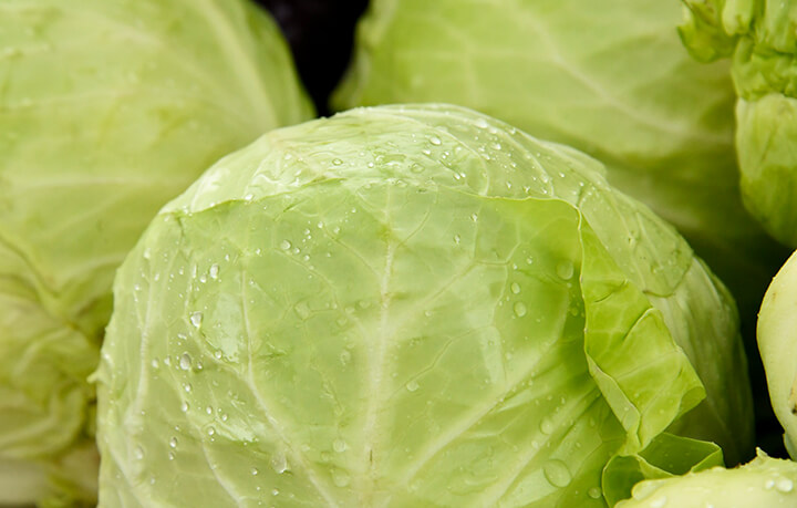 신선한-양배추