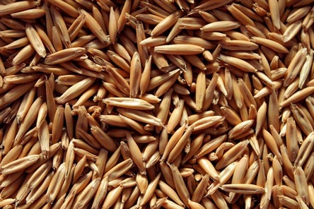 콜레스테롤-낮추는음식-귀리