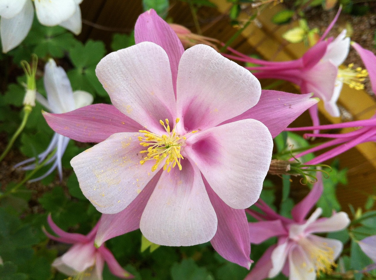 고산지대 꽃 매발톱 꽃