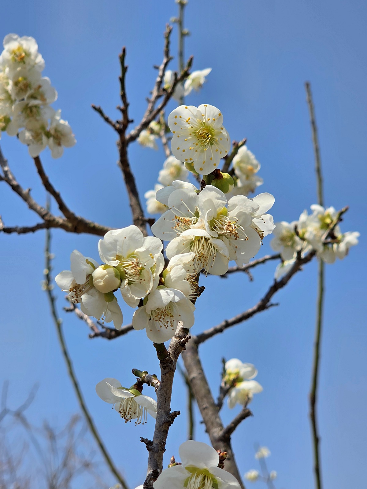 2025년 경인 아라뱃길 매화동산, 인천 매화마을: 주차, 먹거리