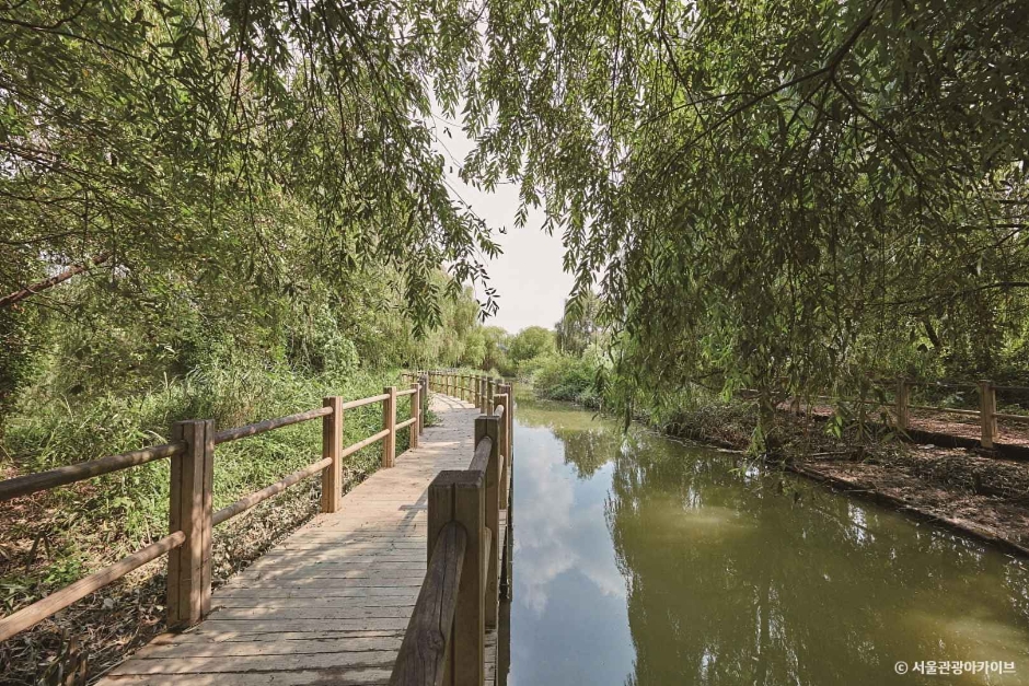 여의도-봄꽃축제-서울시제공