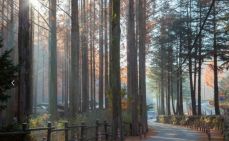 장태산 자연휴양림 가을 단풍시기 예약방법 (숨겨진 스팟)