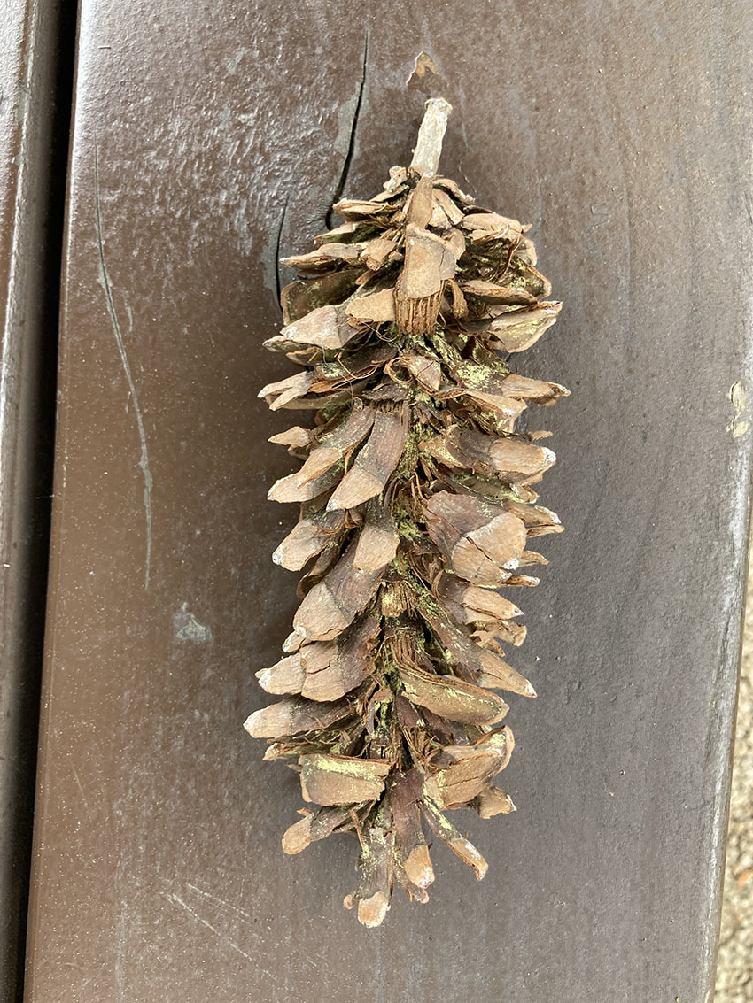 스트로브잣나무