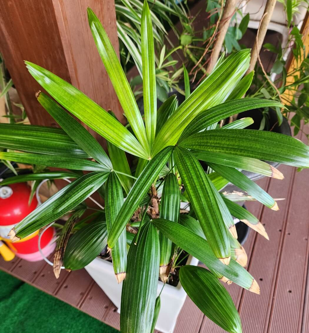 잎에 윤기가나는 관음죽