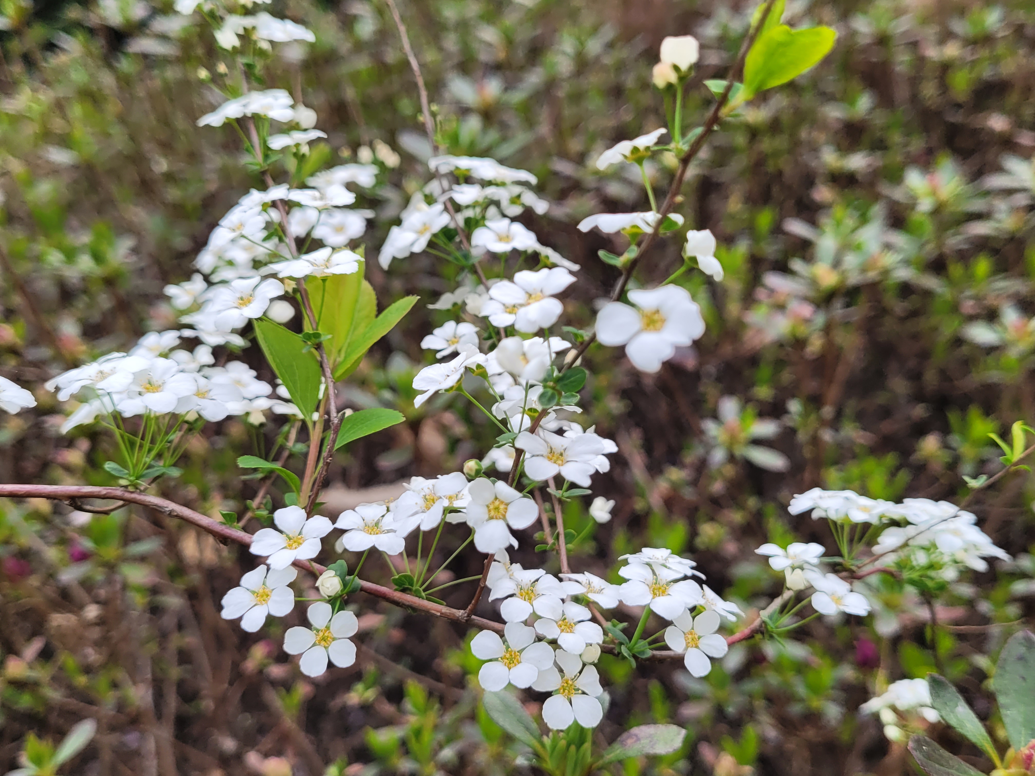 조팝뜻 - 조팝나무는 피웠는데 은행조팝은 아직 1