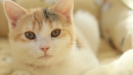 이쪽을 바라보는 졸린 듯한 고양이.