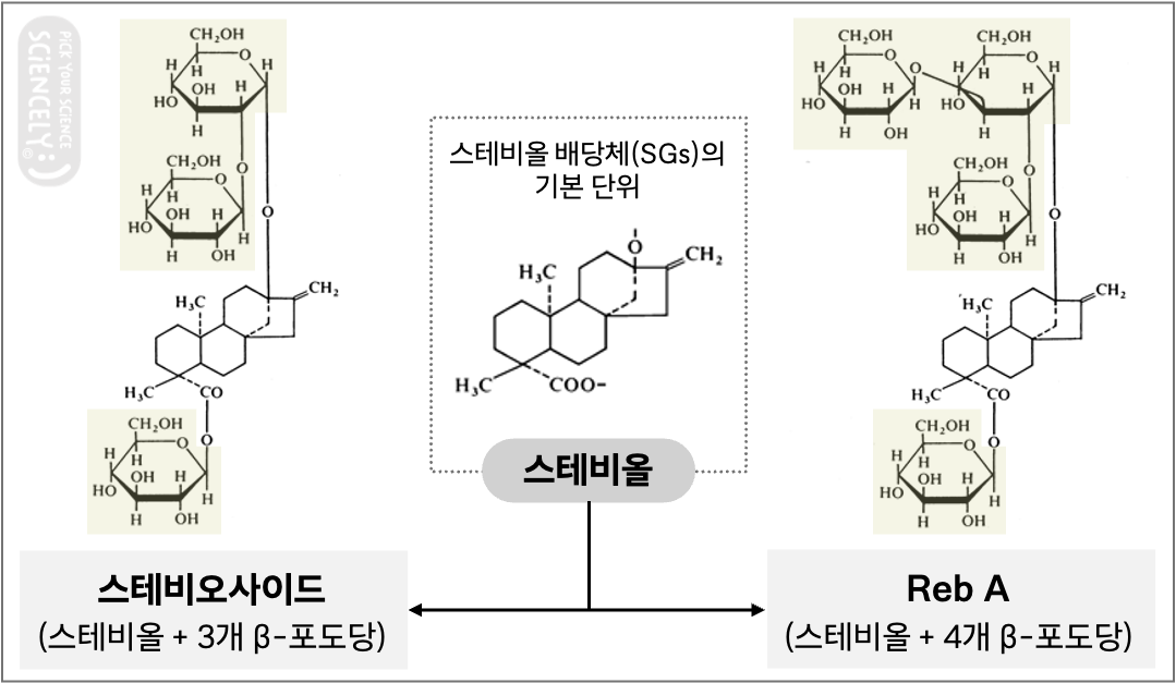 스테비올 백본 기본 단위에 여러 베타 포도당이 붙는 구조. 스테비오사이드. 레바우디오사이드 A Reb A